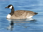 Canada Goose